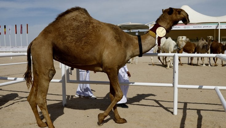 qatar,-non-solo-mondiali:-e-in-corso-“la-coppa-del-mondo-di-bellezza-per-cammelli”