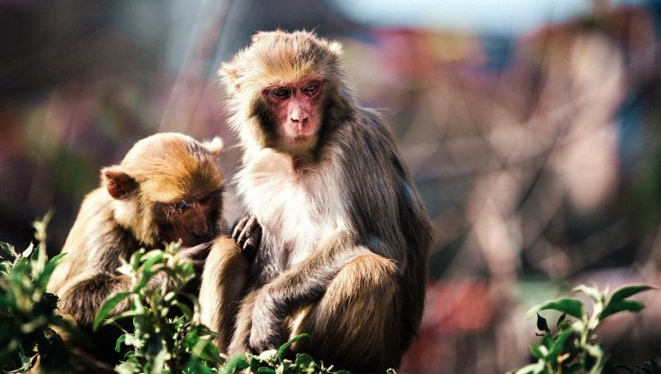 usa,-trovate-scimmie-infette,-rischi-per-l’uomo.-gli-esperti:-“fermate-subito-il-commercio-di-primati”