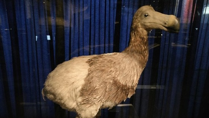 il-ritorno-del-dodo:-un’azienda-biotecnologica-vuole-riportarlo-in-vita