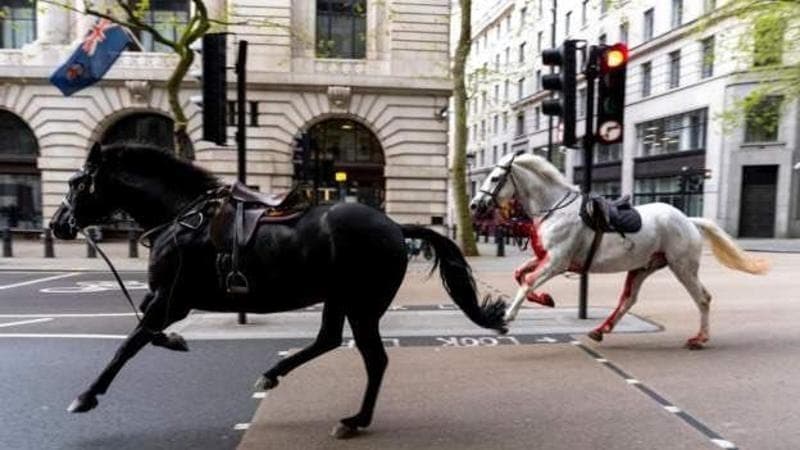gravi-due-dei-cavalli-reali-che-erano-fuggiti-seminando-il-panico-per-le-strade-di-londra